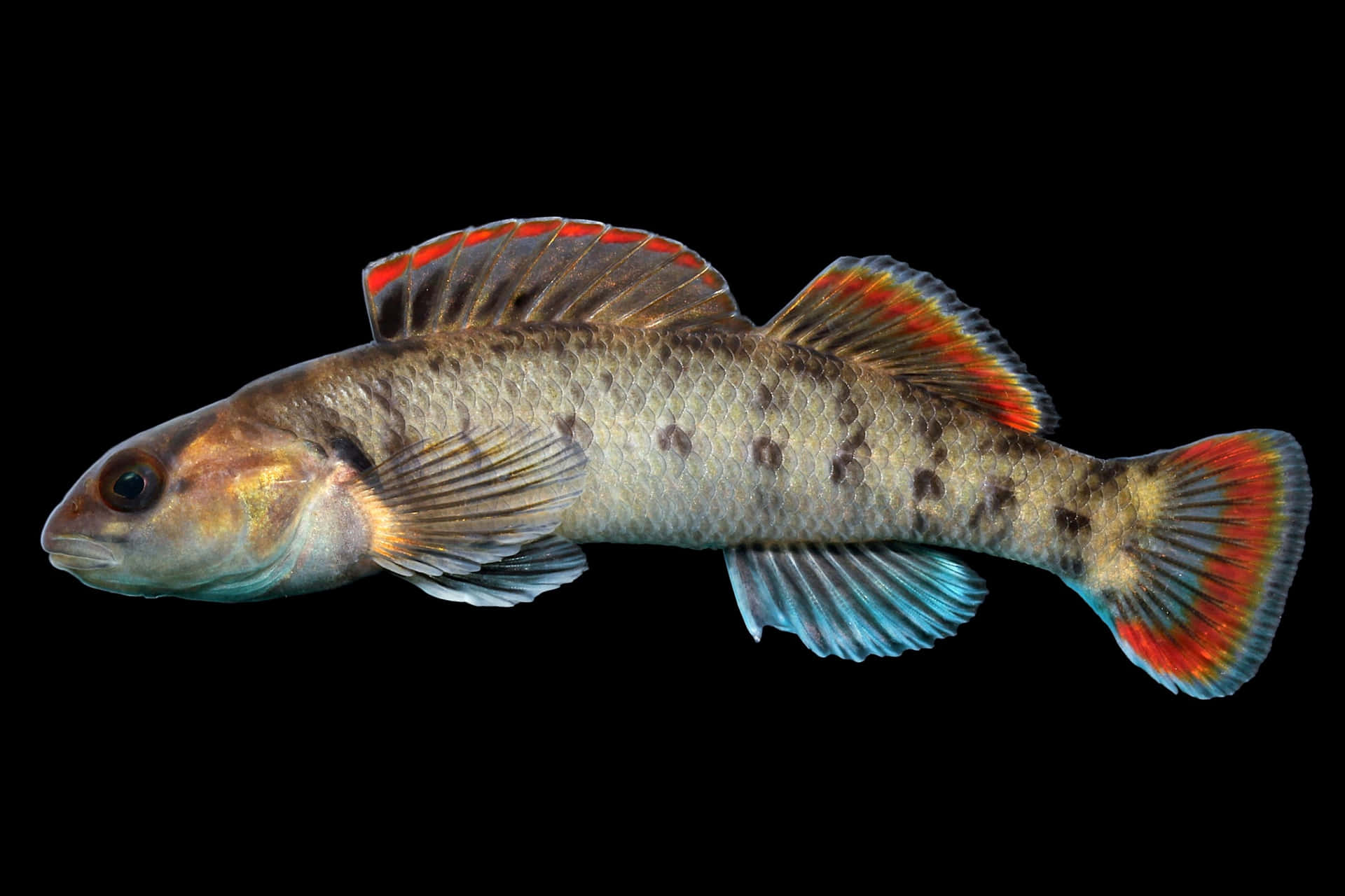 Download Colorful Freshwater Darter Fish Wallpaper | Wallpapers.com