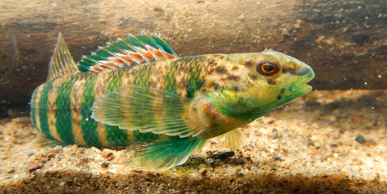 Colorful Freshwater Darter Fish Wallpaper