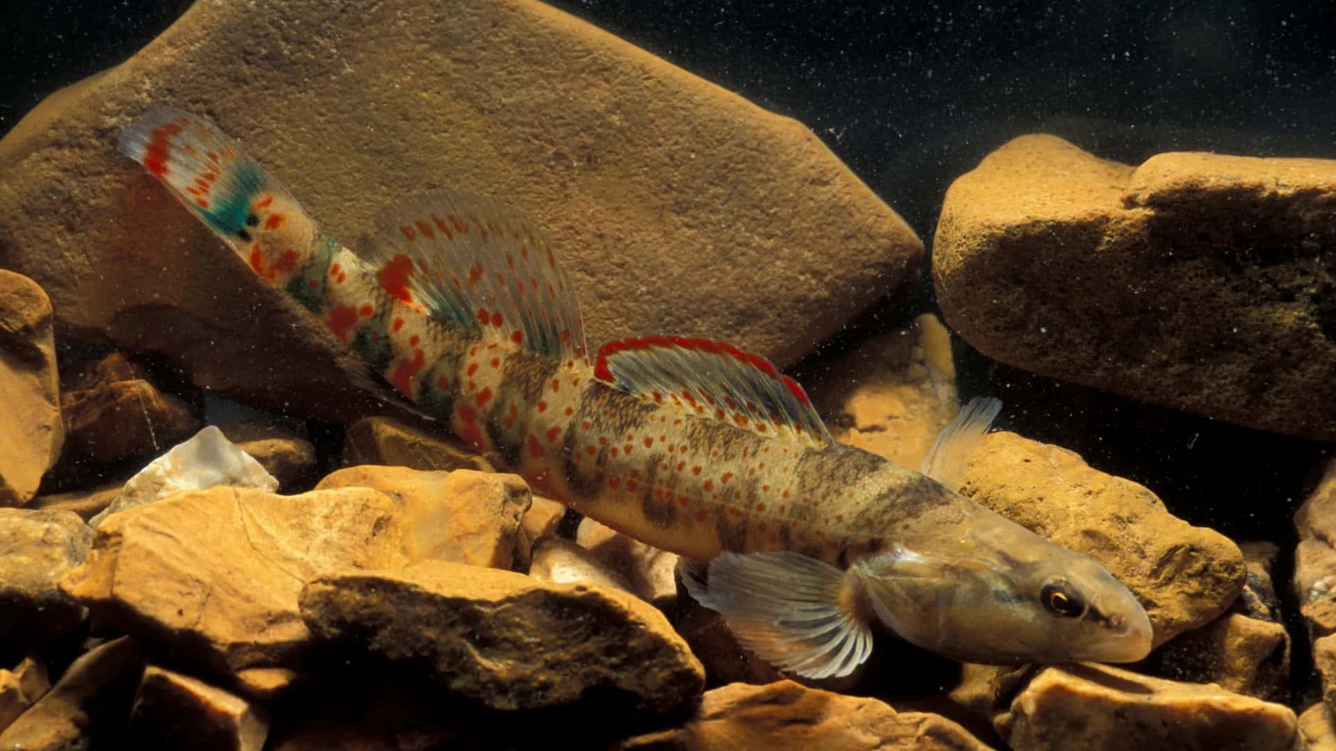 Colorful Freshwater Darter Fish Wallpaper