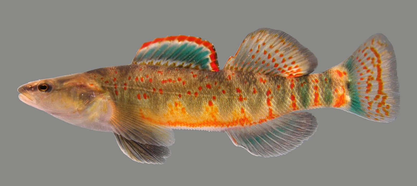 Colorful Freshwater Darter Fish Wallpaper