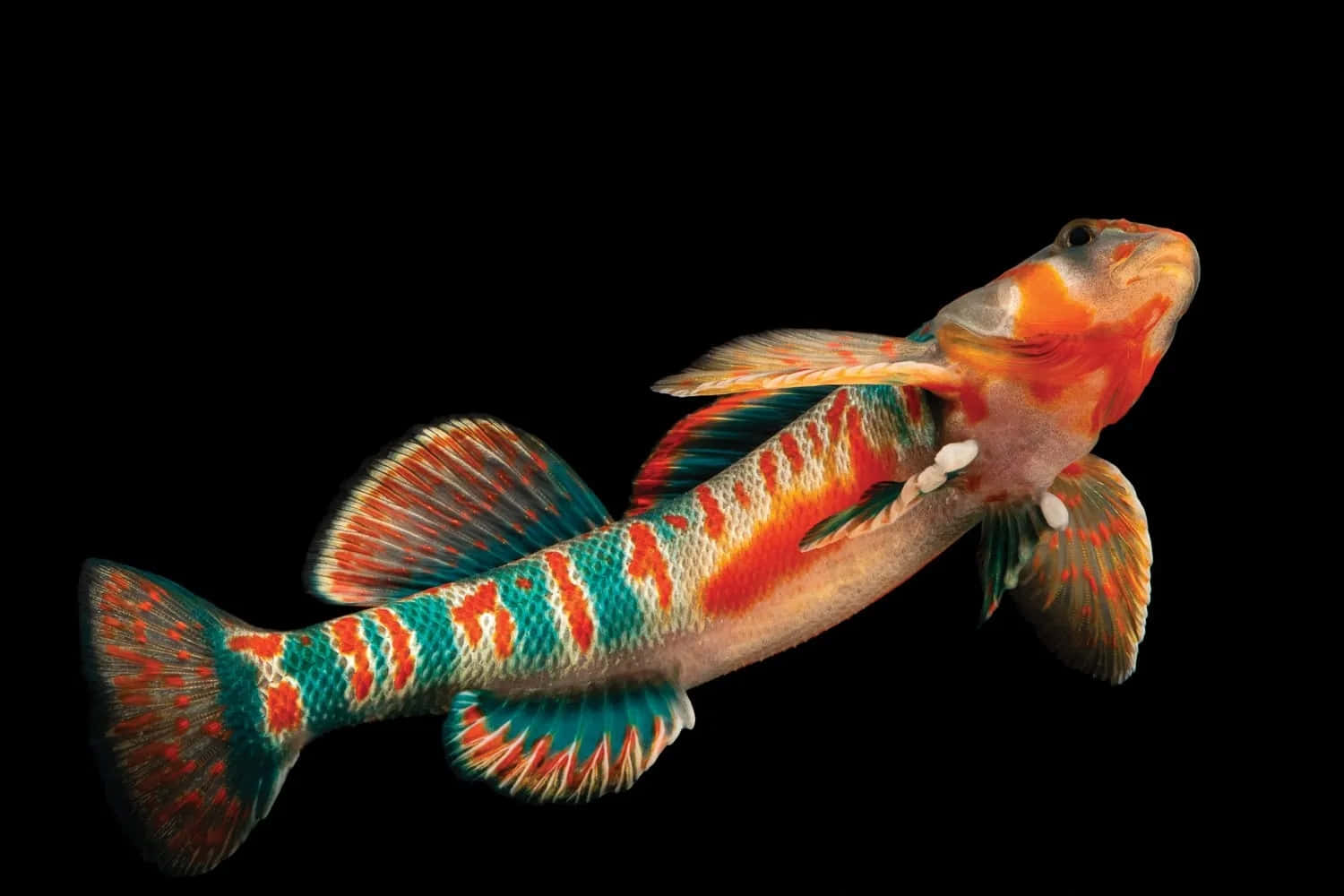 Download Colorful Freshwater Darter Fish Wallpaper | Wallpapers.com