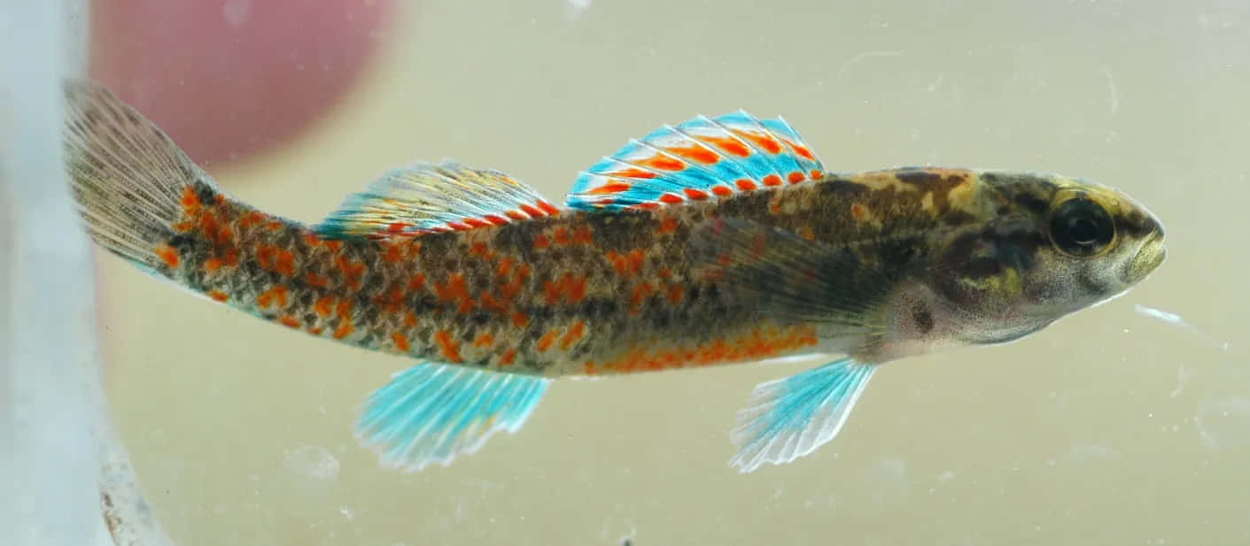 Colorful Freshwater Darter Fish Wallpaper