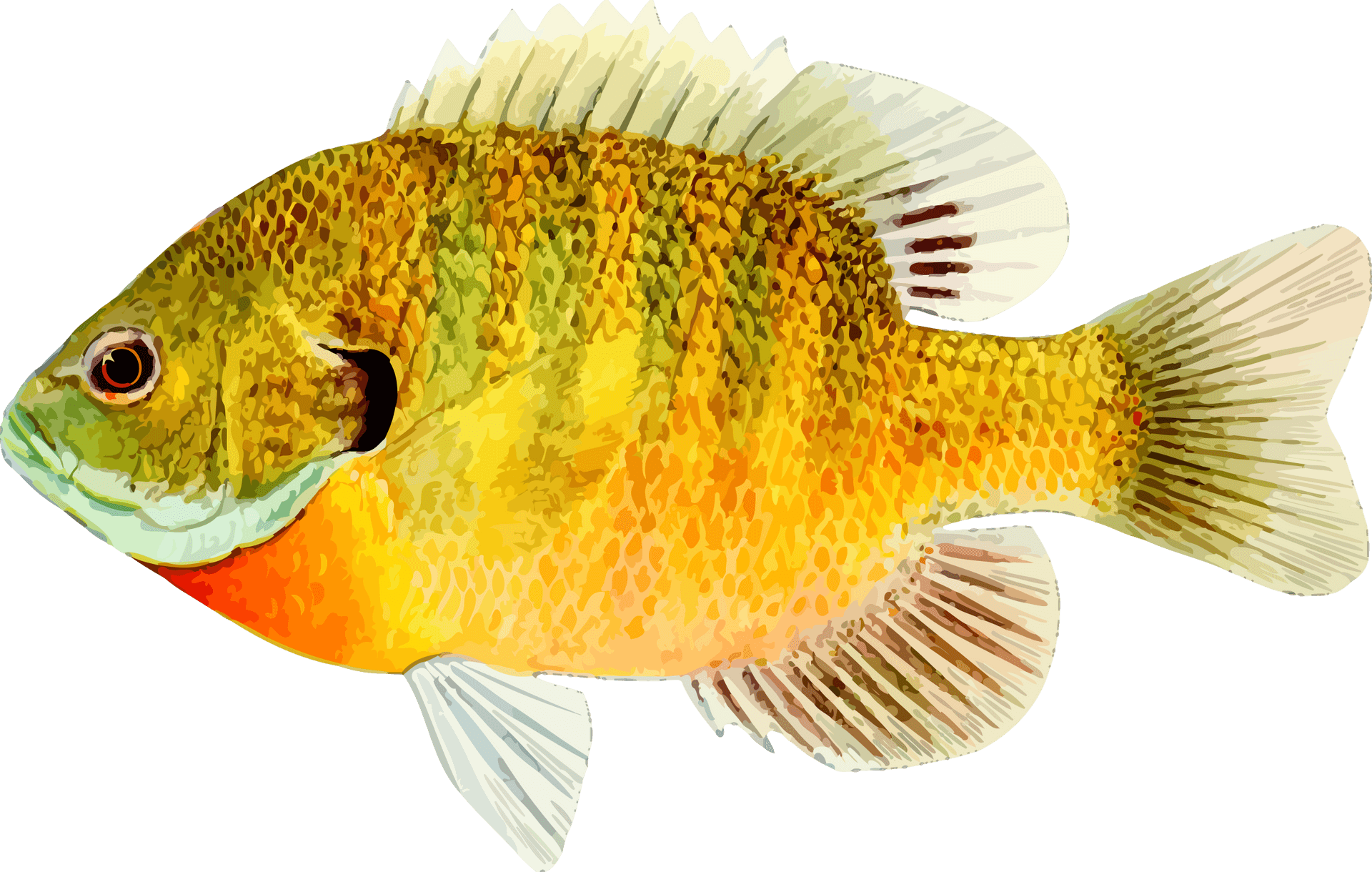 Colorful Freshwater Fish Illustration PNG