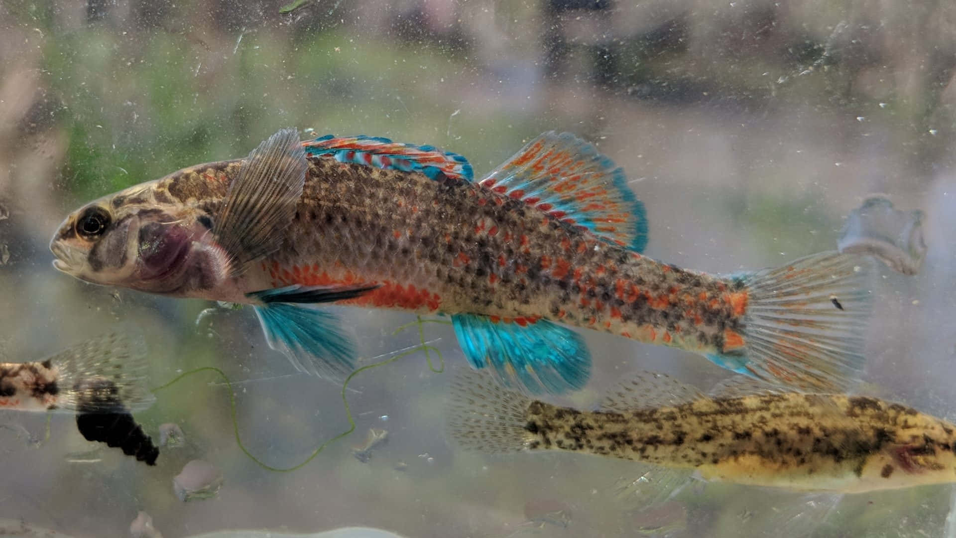 Colorful Freshwater Guppy In Aquarium.jpg Wallpaper