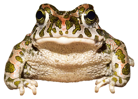 Colorful Frog Frontal View PNG