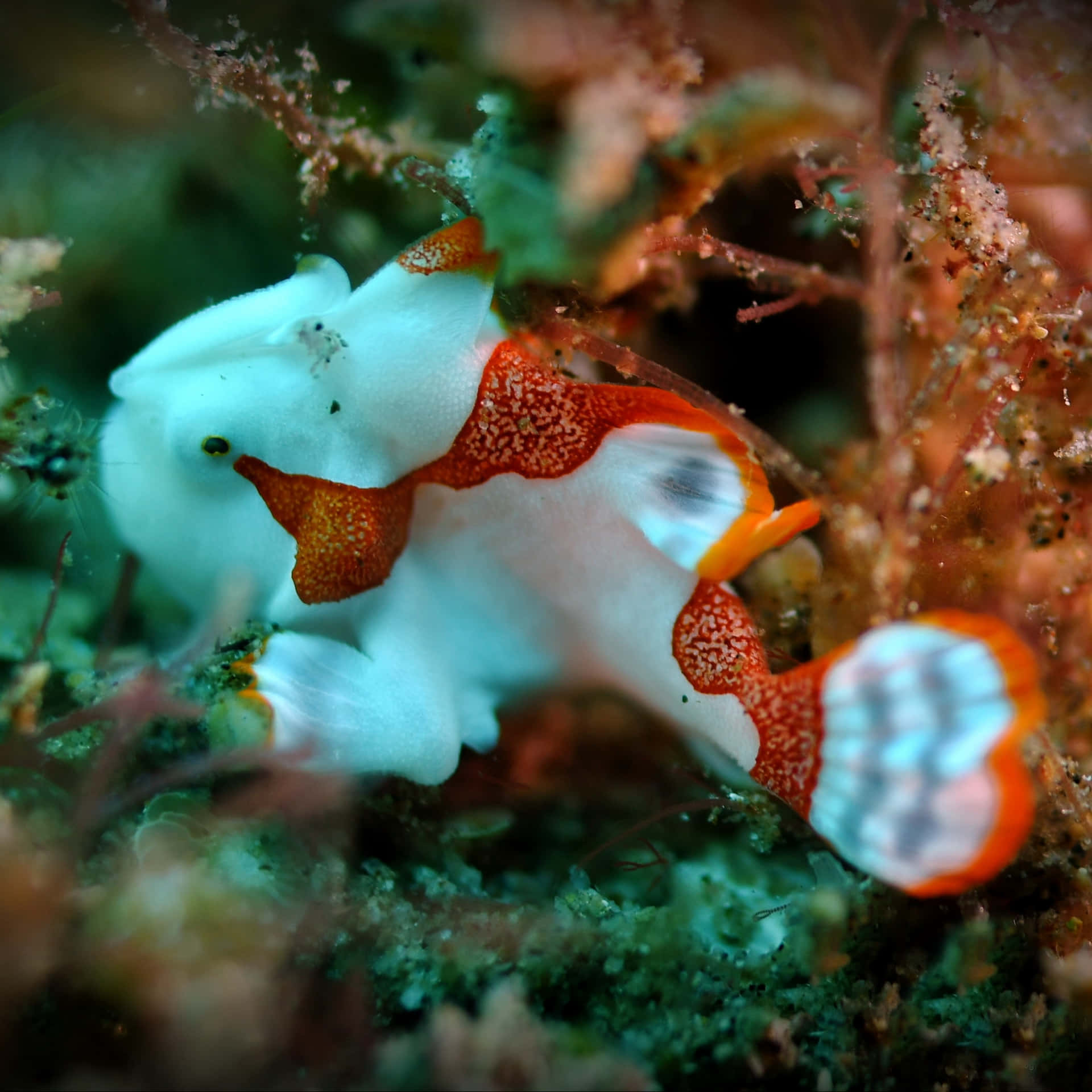 Colorful Frogfish Camouflaged Underwater Wallpaper