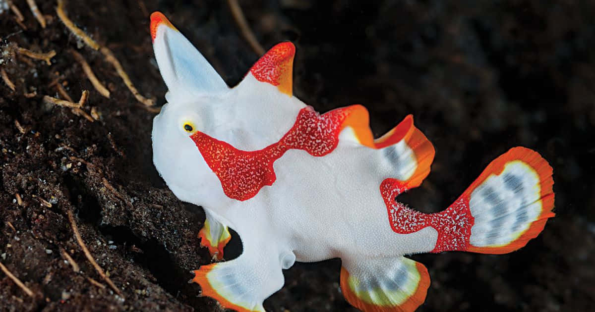 Colorful Frogfish In Habitat.jpg Wallpaper