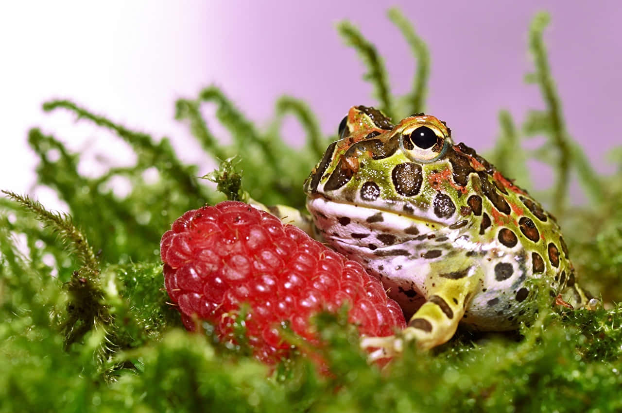 Colorful Frogon Moss With Raspberry Wallpaper
