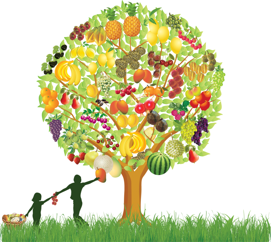 Colorful Fruit Tree Illustration PNG