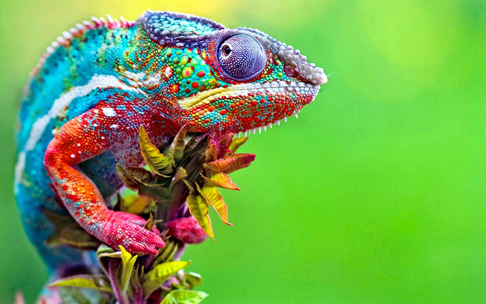 Colorful Gecko In Green Wallpaper