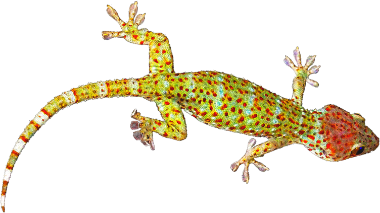 Colorful Gecko On Gray Background PNG