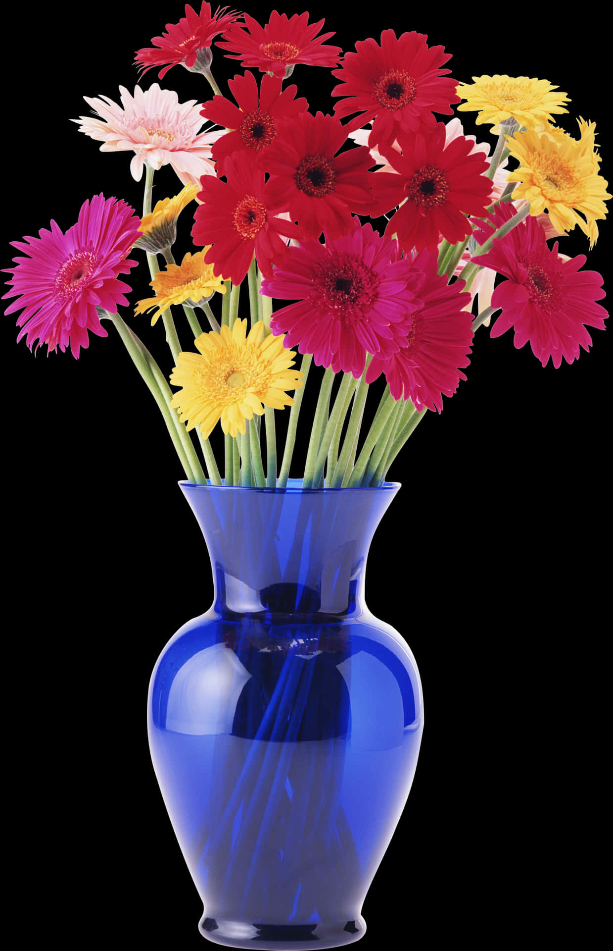 Colorful Gerbera Daisiesin Blue Vase PNG