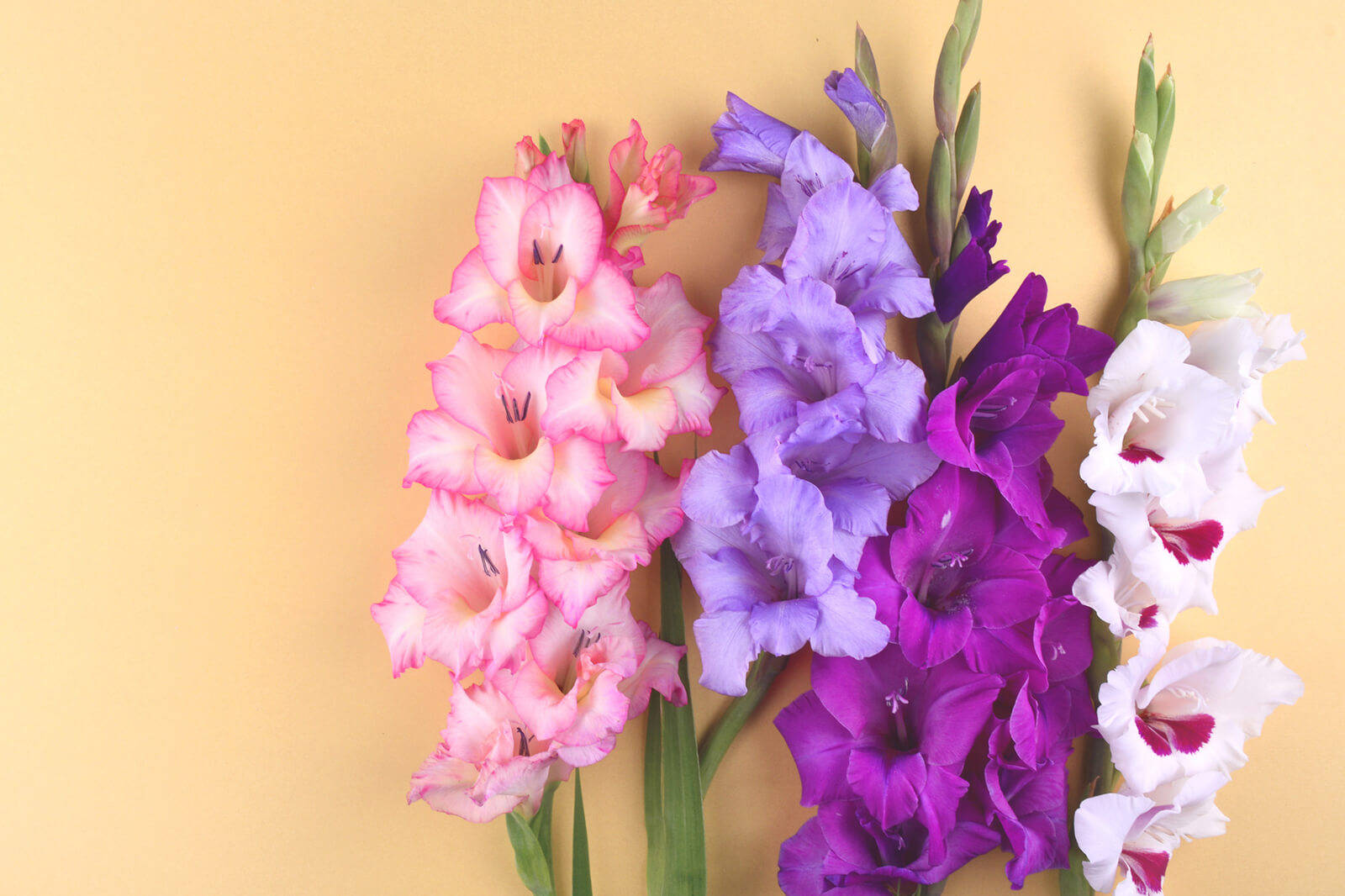 Farverige Gladiolus Blomster Wallpaper