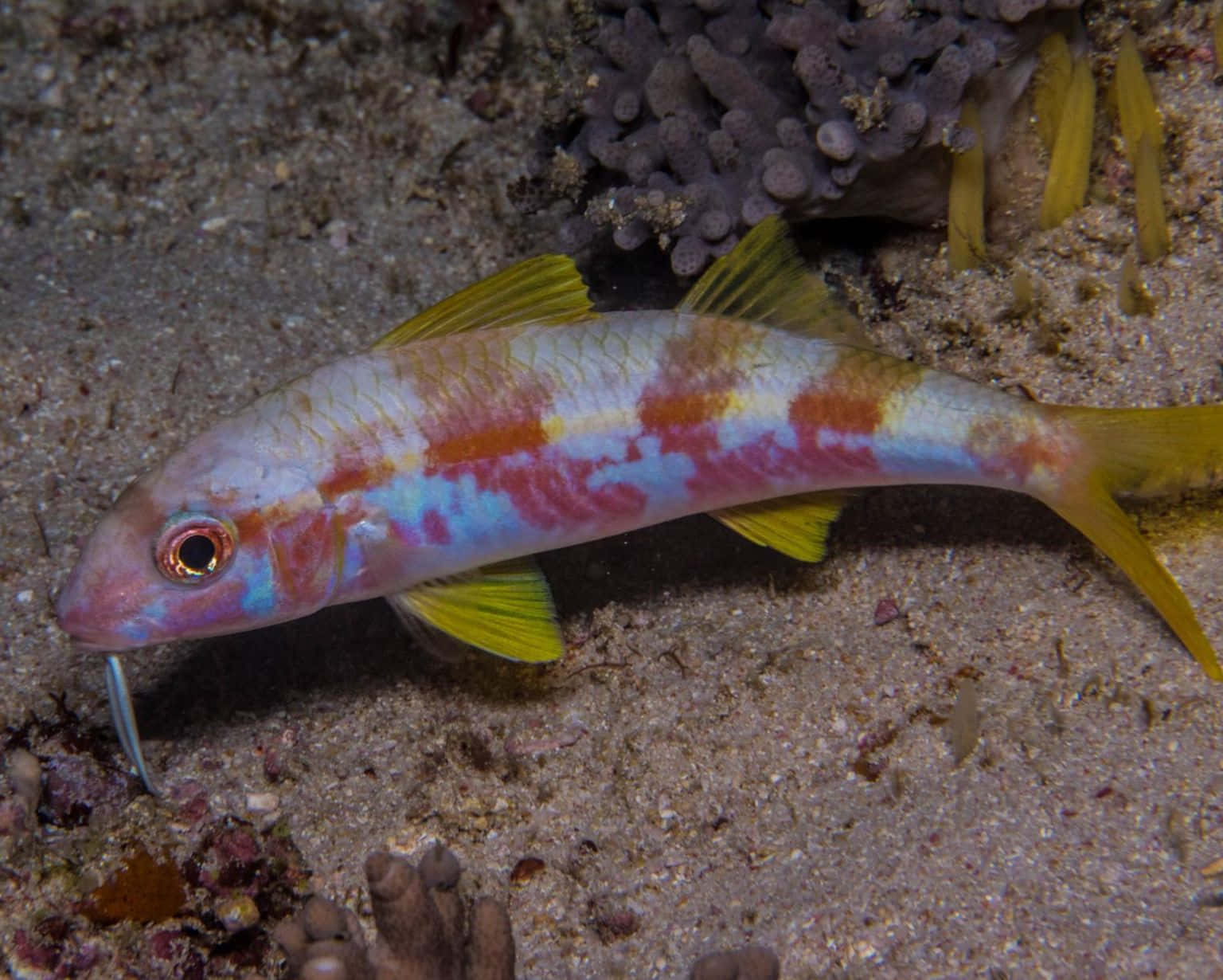 Colorful Goatfish On Seabed.jpg Wallpaper