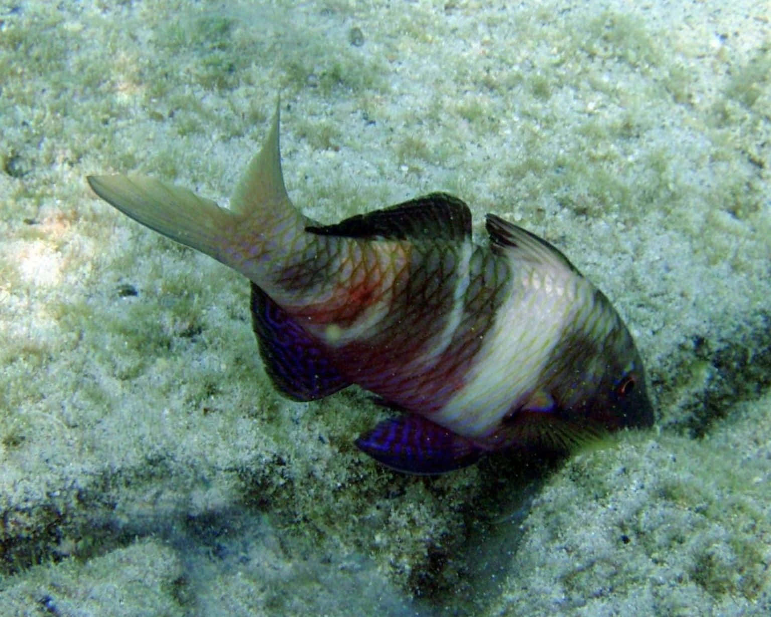 Kleurige Geitenvis Op Zanderige Zeebodem Achtergrond