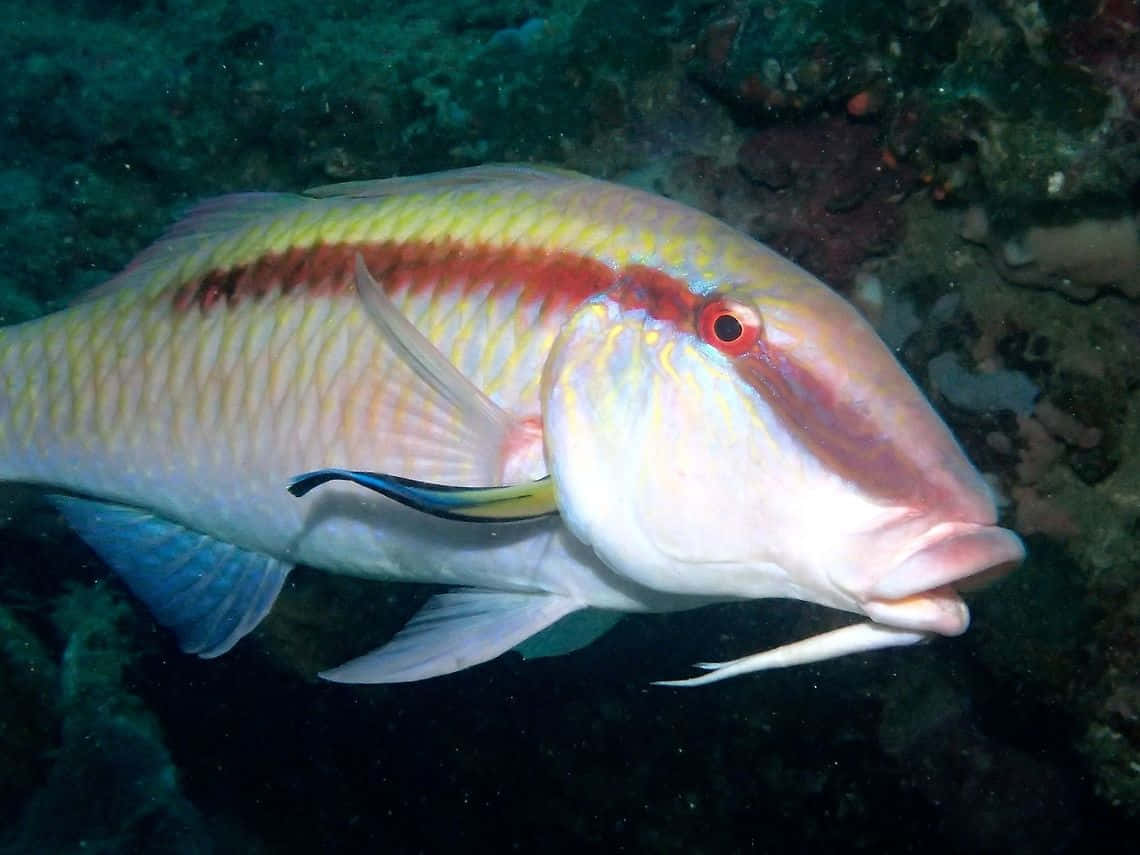 Poisson Chèvre Coloré Sous L'eau Fond d'écran