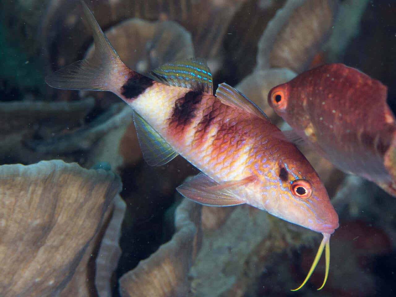 Colorful Goatfish Underwater Wallpaper