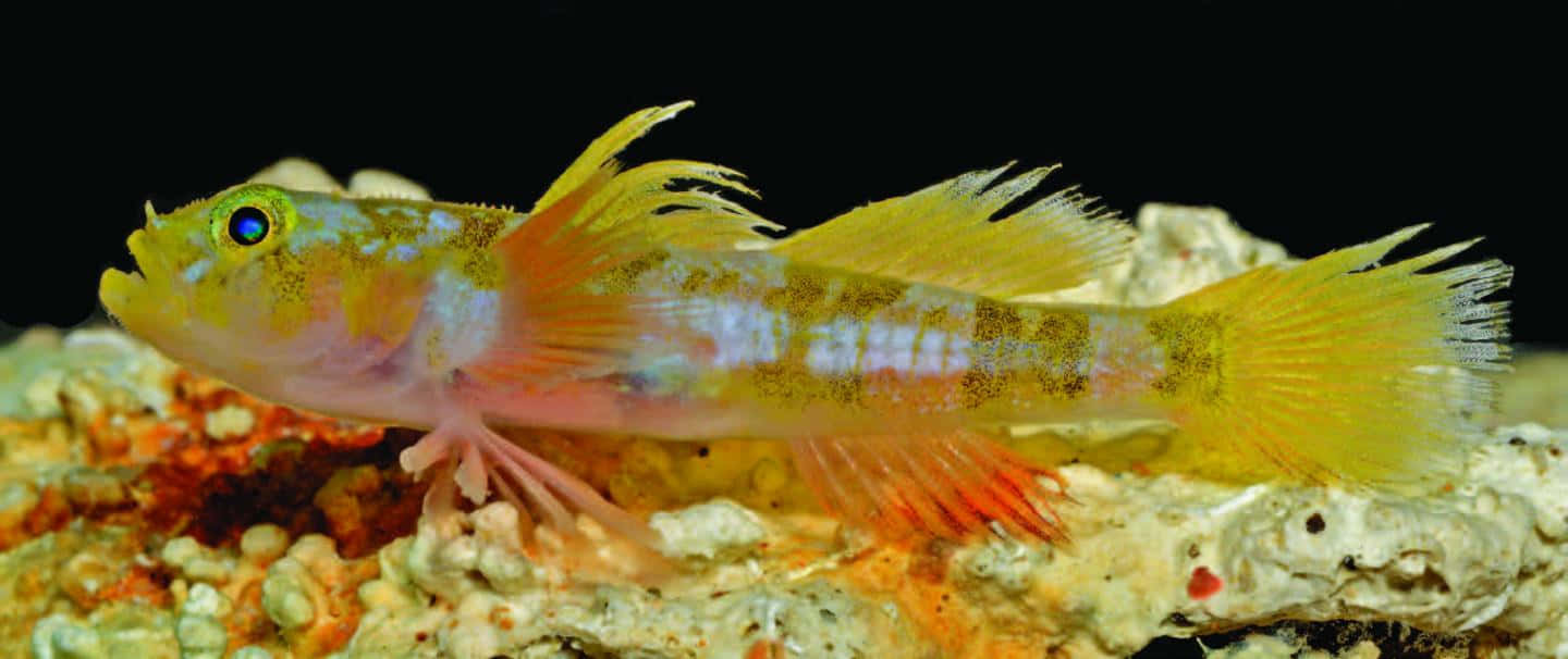 Colorful Goby On Coral Reef.jpg Wallpaper