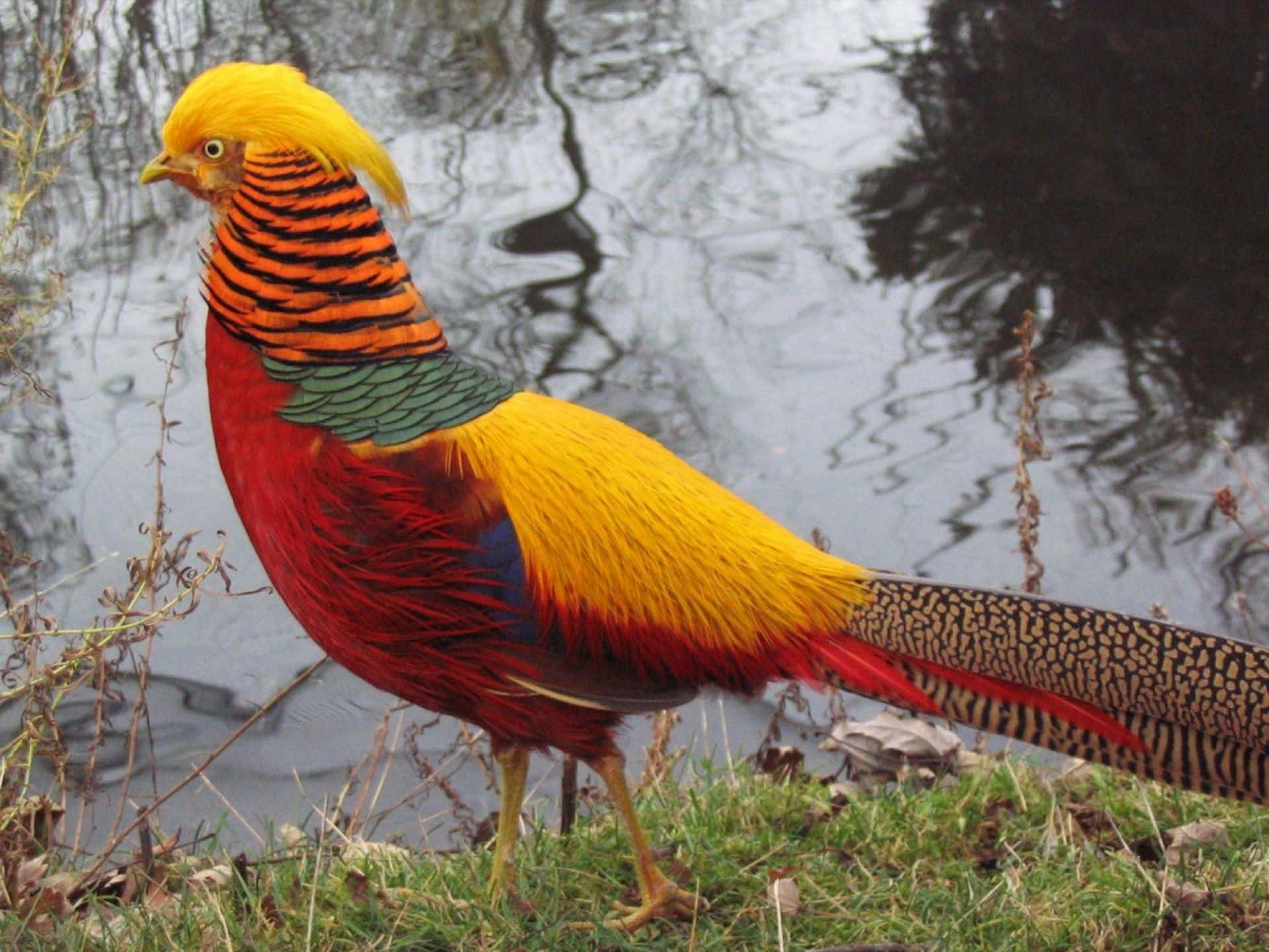 Colorful Golden Pheasantby Water Wallpaper