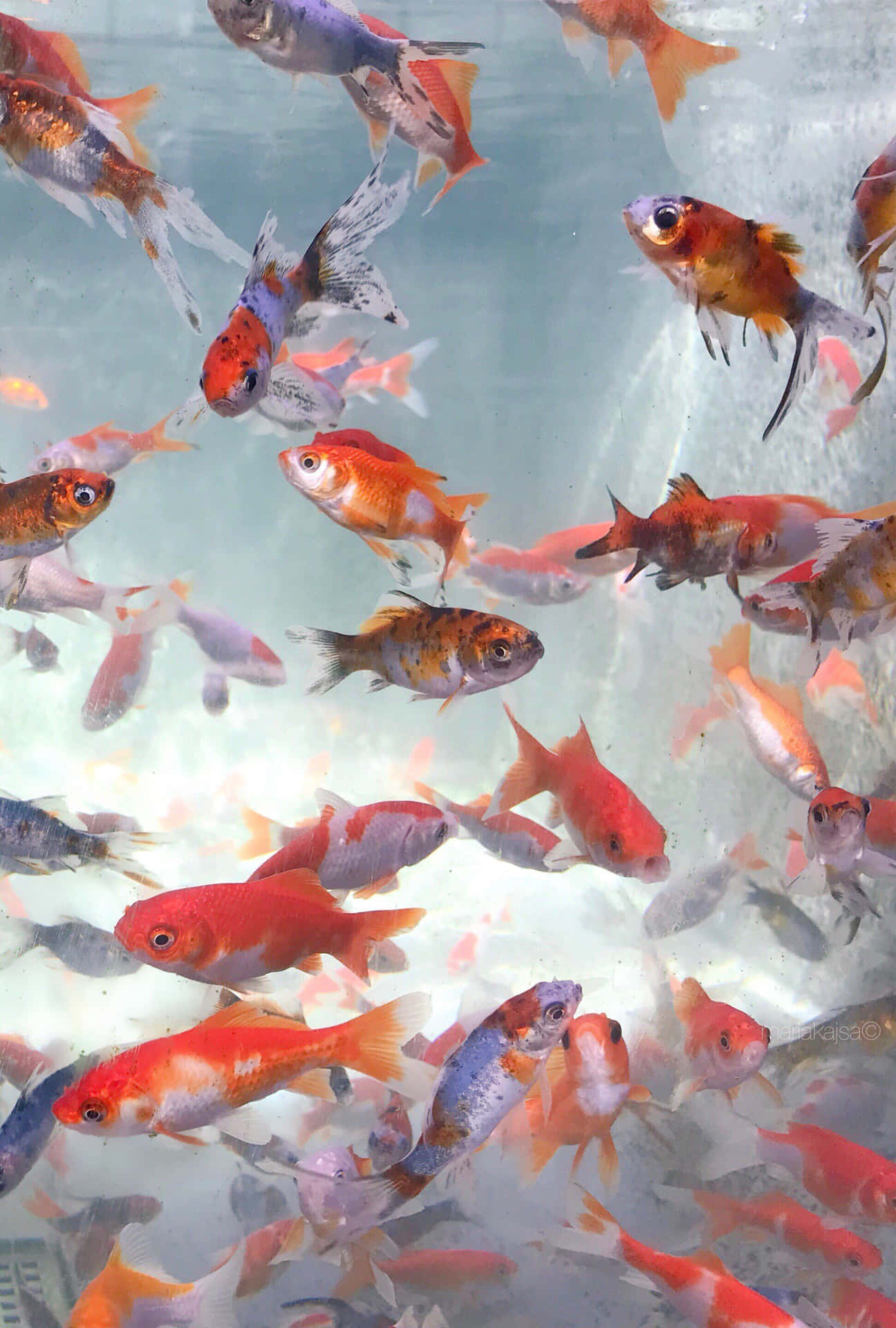 Colorful Goldfish School Aquarium Aesthetic.jpg Wallpaper