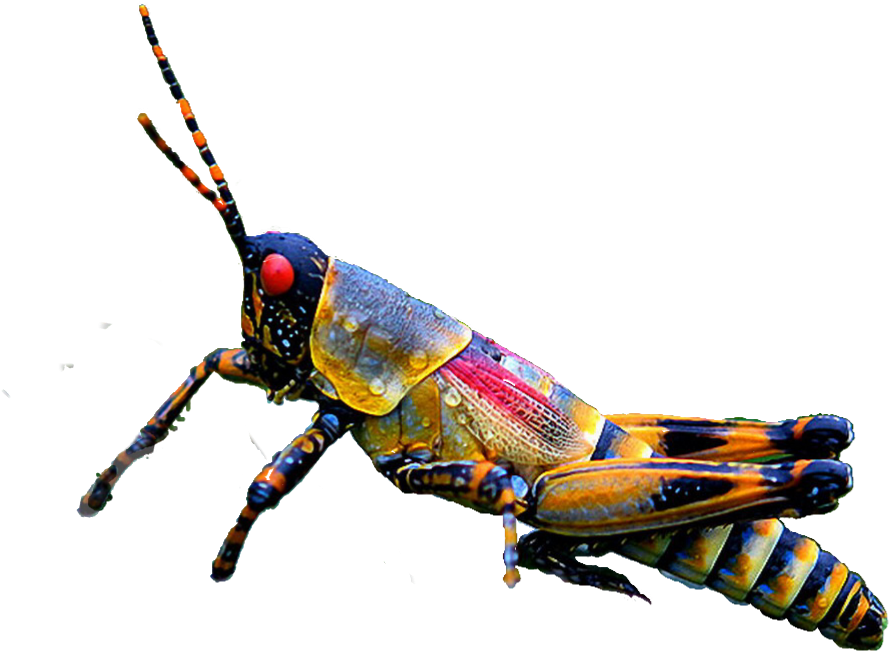 Colorful Grasshopper Isolatedon Grey PNG