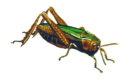 Colorful Grasshopper On Black Background PNG