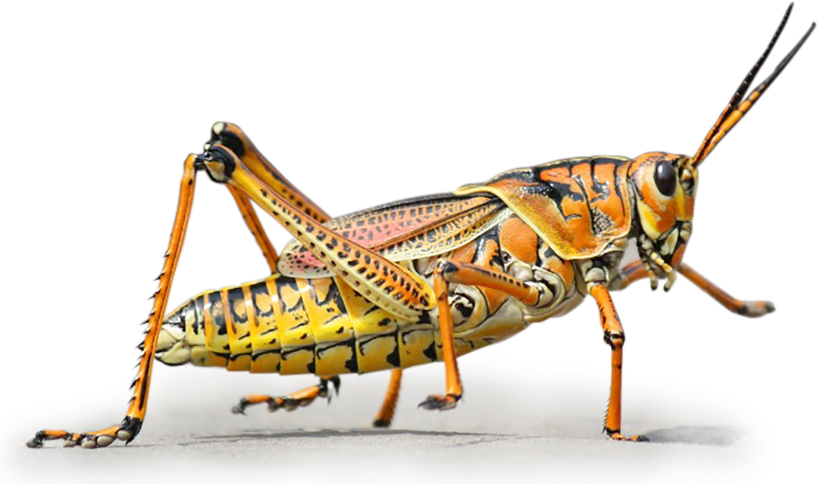 Colorful Grasshopper Side View PNG