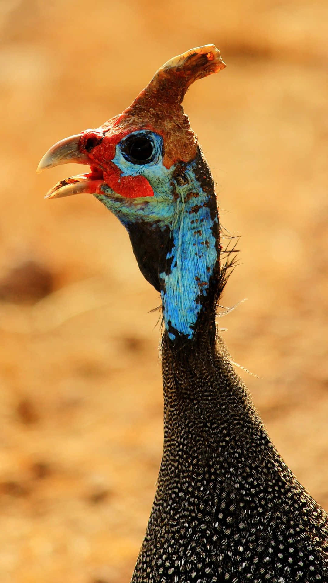 Colorful Guineafowl Portrait.jpg Wallpaper