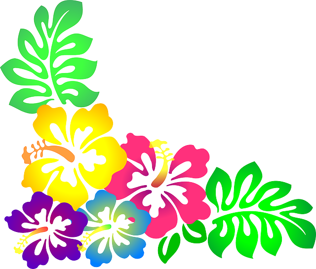 Colorful Hawaiian Hibiscus Flowers PNG