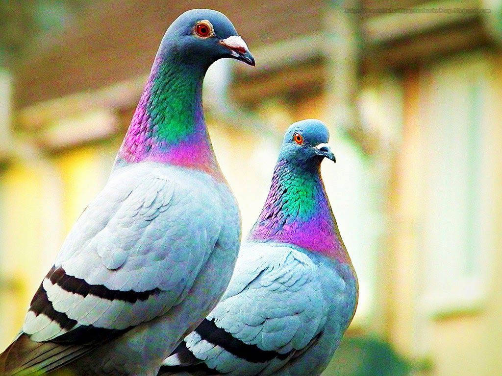 Colorful Homing Pigeon Birds Macro Shot Wallpaper