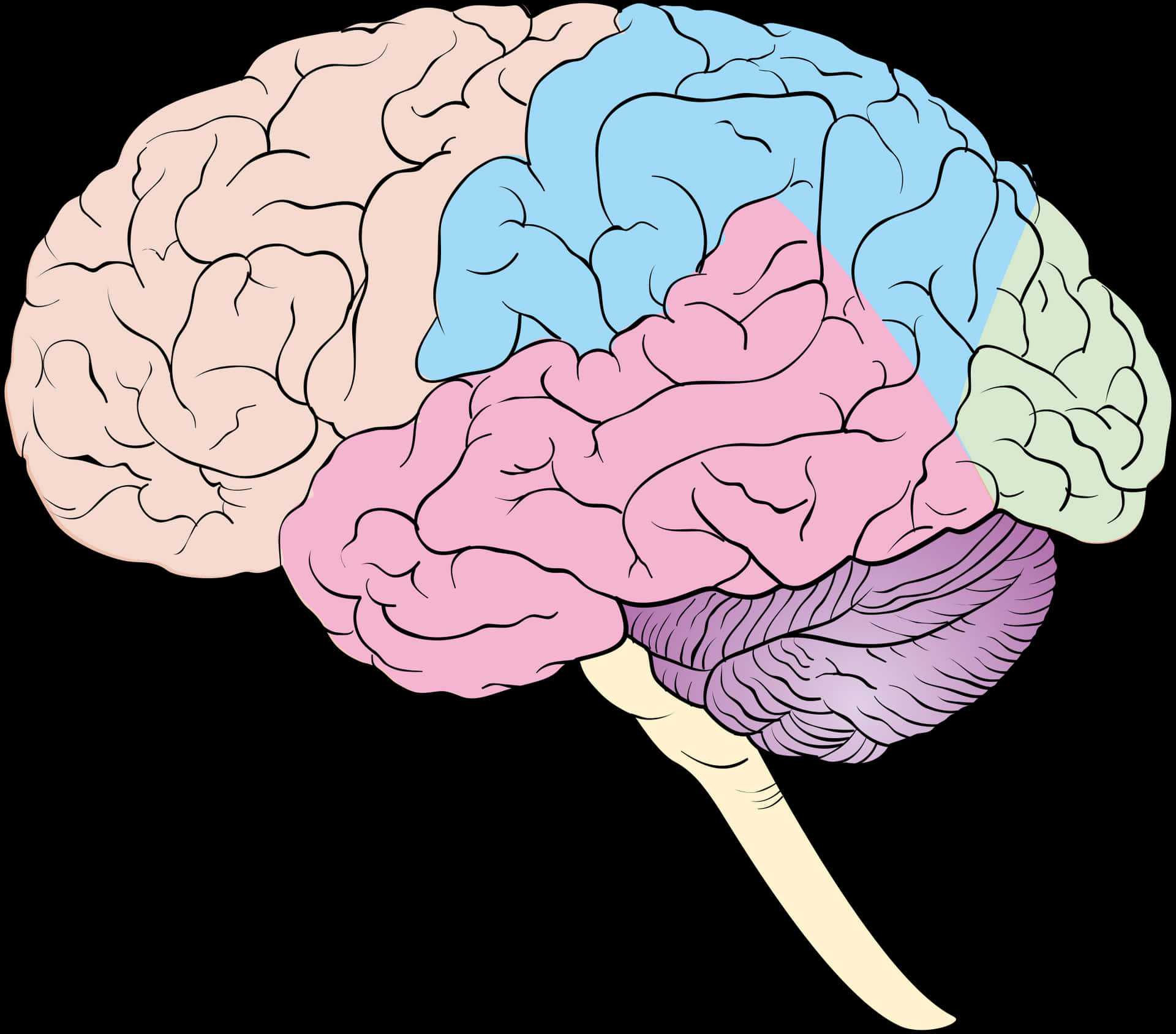 Colorful Human Brain Illustration PNG