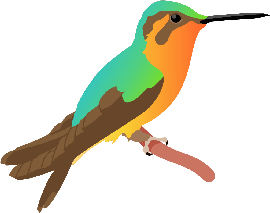 Colorful Hummingbird Illustration PNG