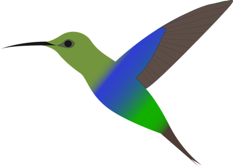 Colorful Hummingbird Vector Art PNG