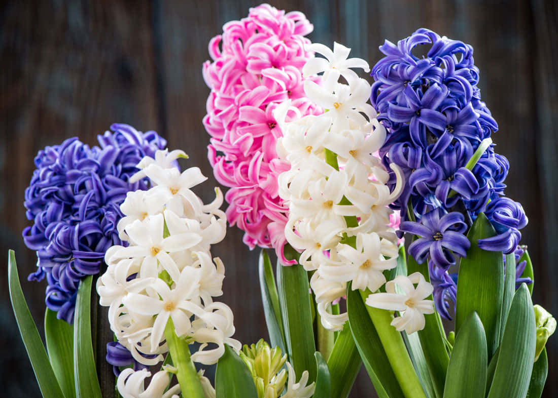 Colorful Hyacinth Flowers Picture