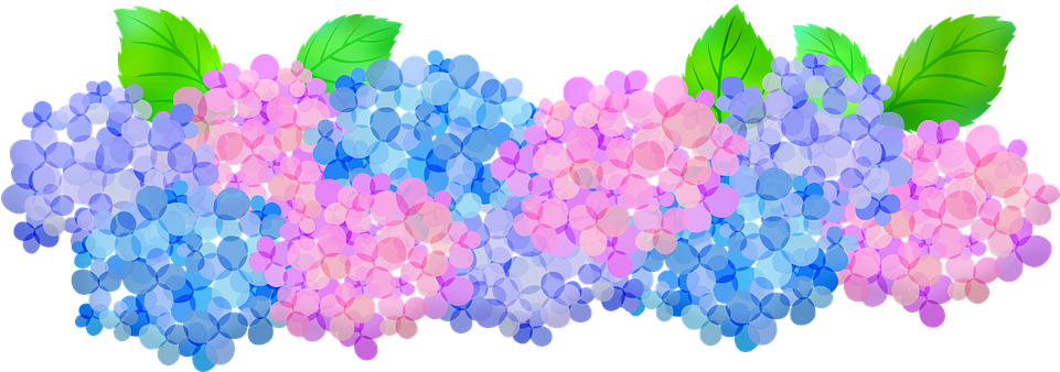 Colorful Hydrangea Blooms Illustration PNG