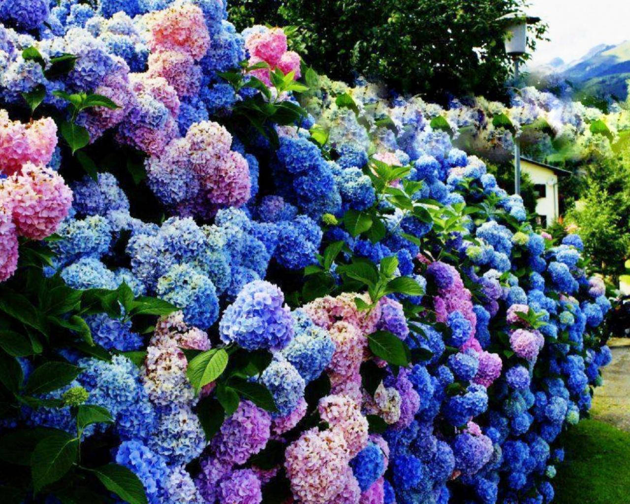 Farverig Hydrangea Busk Blossom Wallpaper