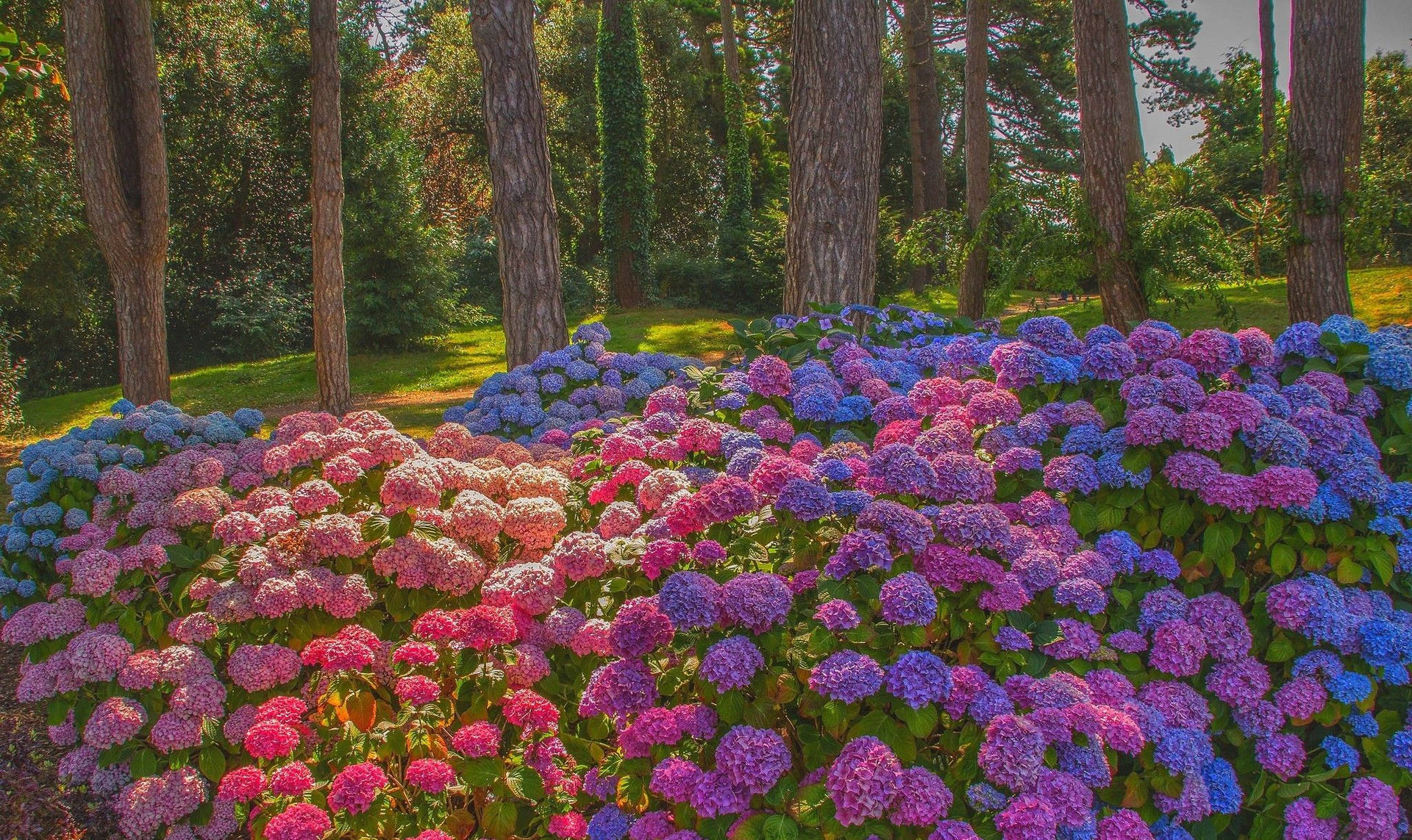 Colorful Hydrangea Flowers In Forest Wallpaper