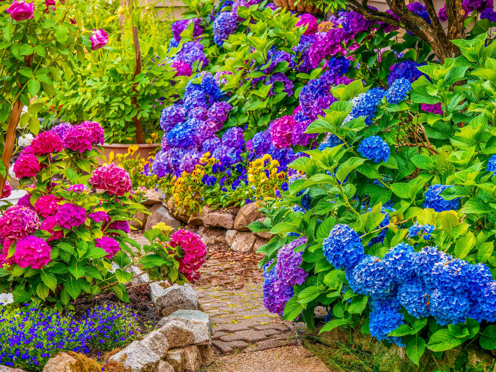 Jardínde Hortensias Coloridas Fondo de pantalla