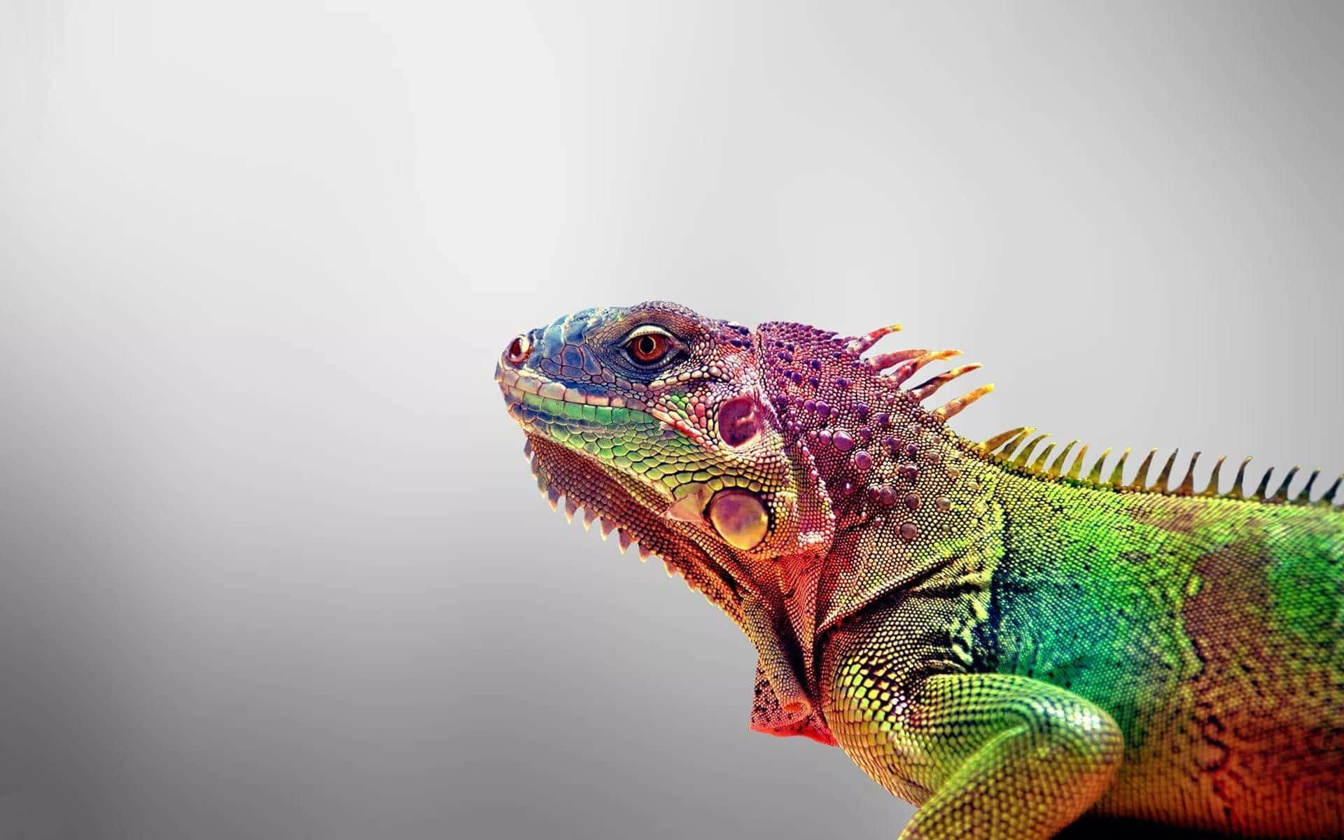 Colorful Iguana Portrait Wallpaper