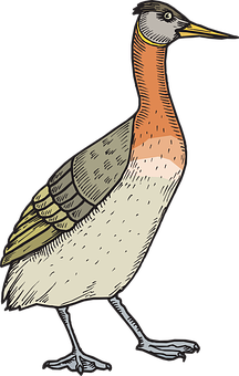 Colorful Illustrated Bird PNG