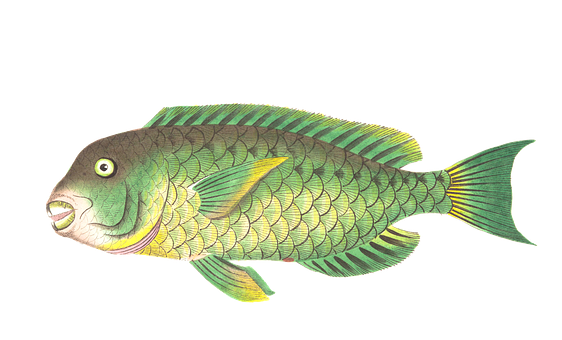 Colorful Illustrated Fish PNG