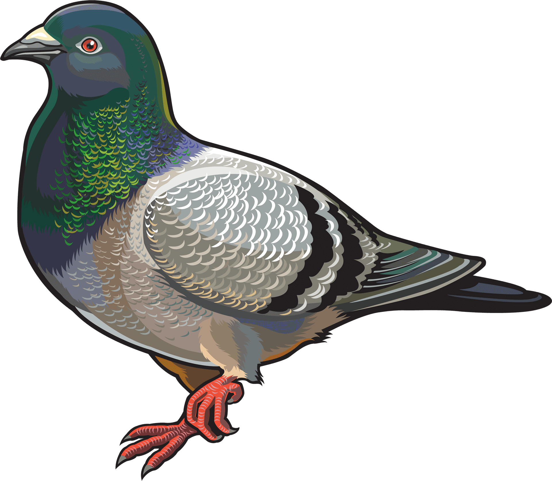 Colorful Illustrated Pigeon PNG