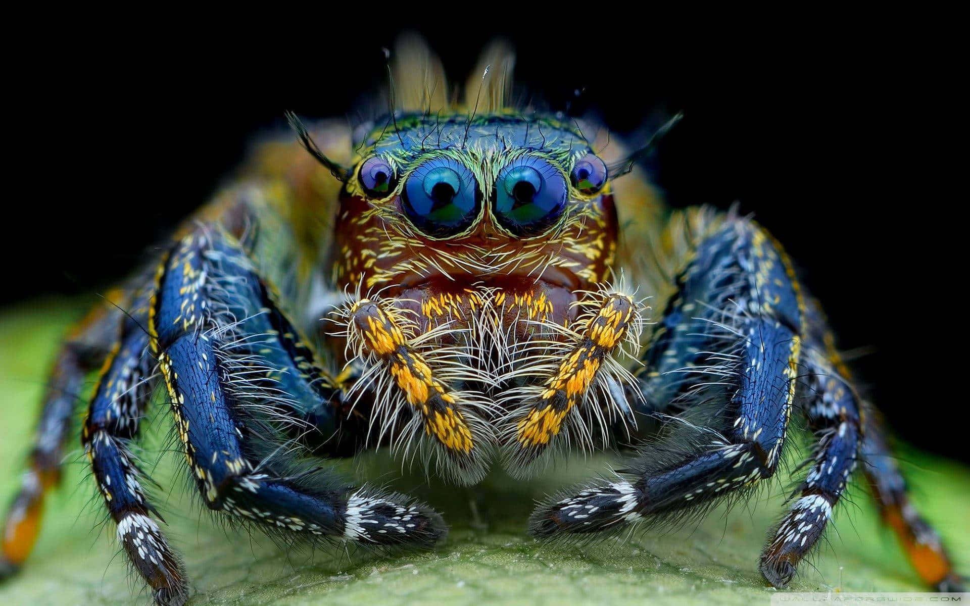 Colorful Jumping Spider Closeup Wallpaper