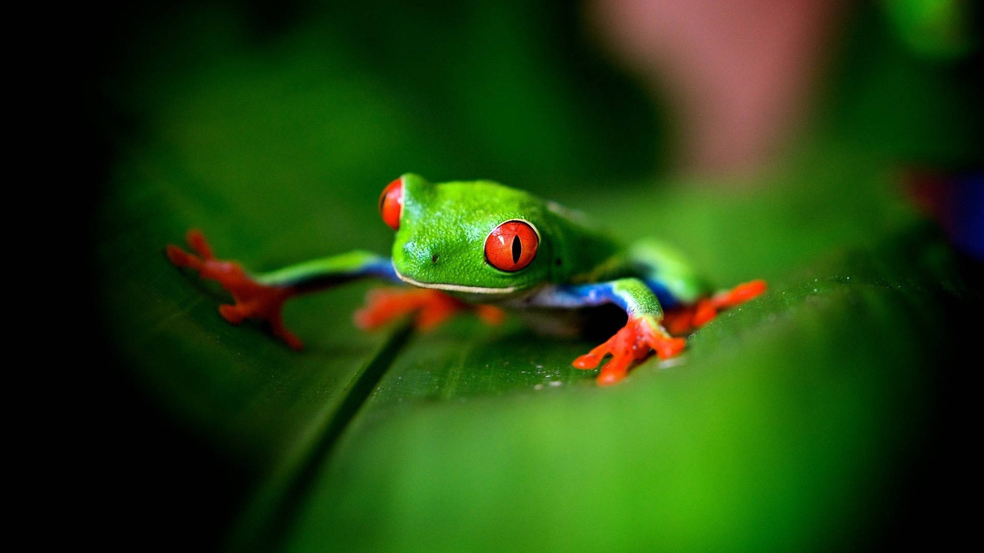 Colorful Kawaii Frog Wallpaper