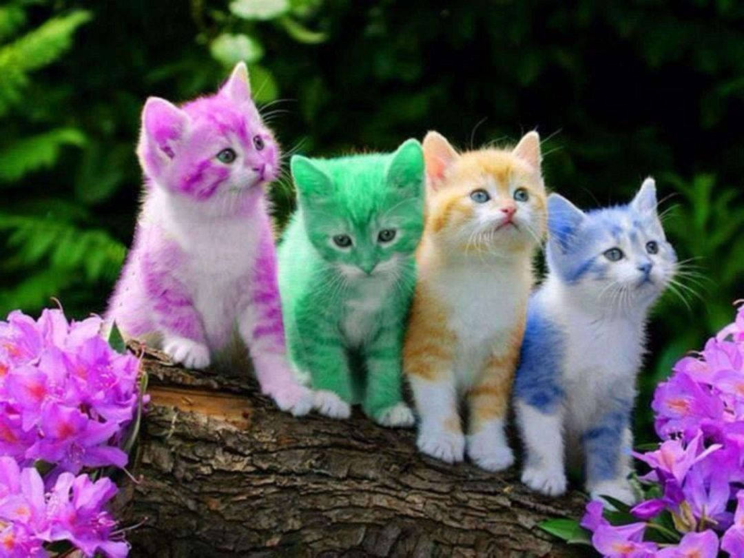 Colorful Kittens On Log Wallpaper