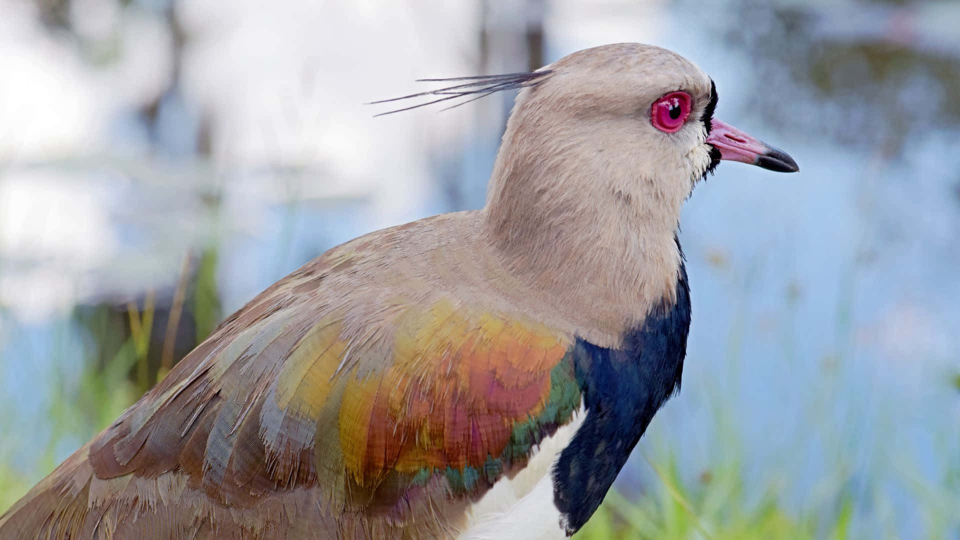 Colorful Lapwing Bird Profile Wallpaper