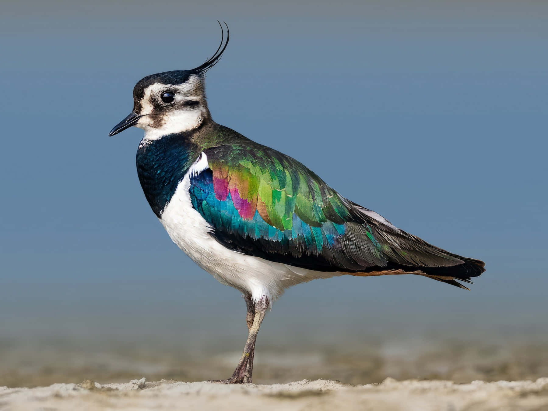 Colorful Lapwing Standing Solo Wallpaper