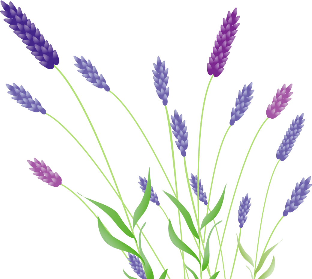 Colorful Lavender Illustration PNG