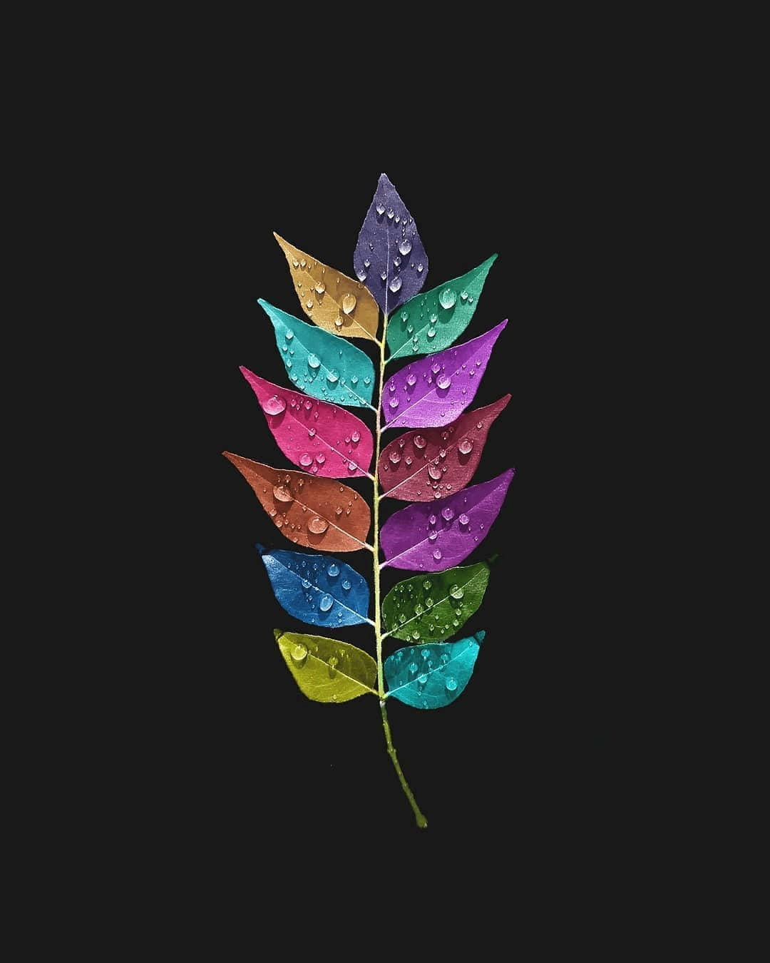 Colorful Leaf Iphone X Nature