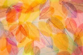 Colorful Leaves Photo Background Wallpaper